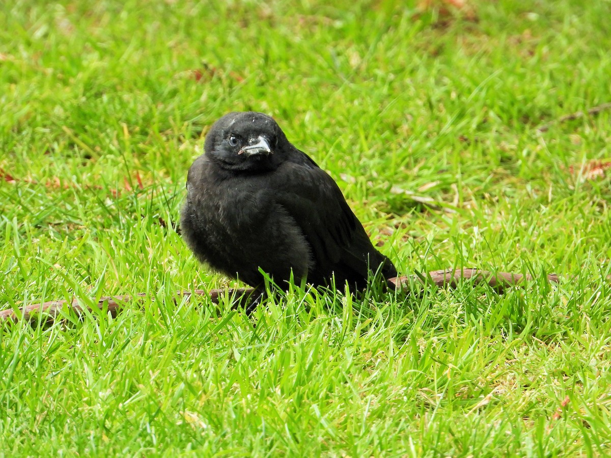 American Crow - Carol Ann Krug Graves