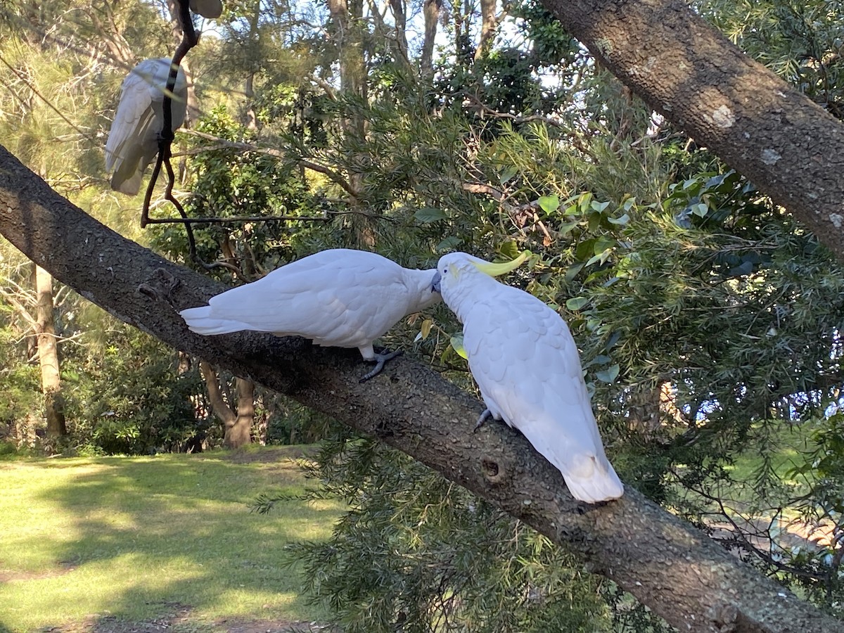 Sulphur-crested Cockatoo - ML619660516