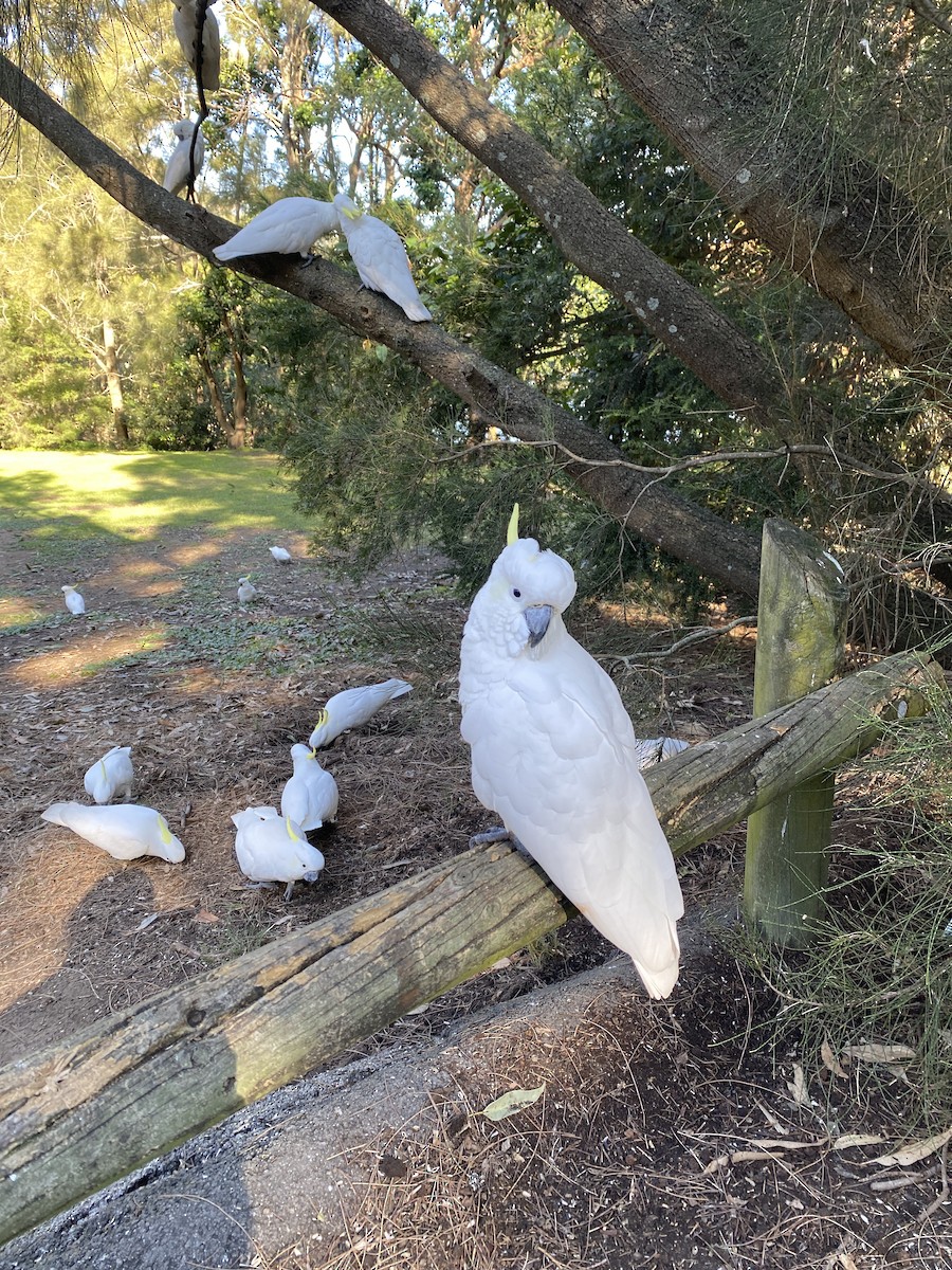 Sulphur-crested Cockatoo - ML619660518