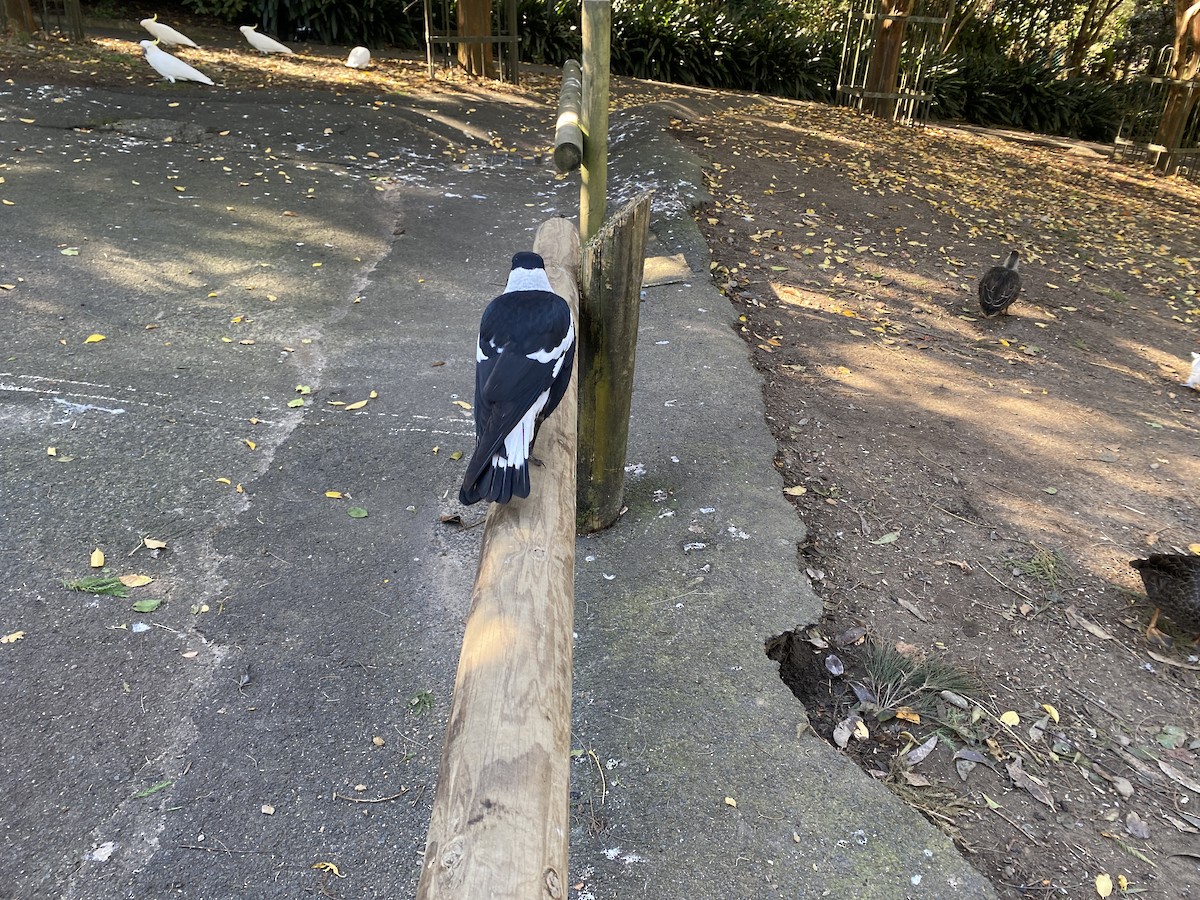 Australian Magpie - Jan S