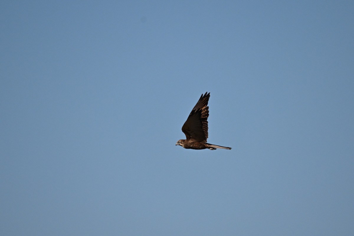 Brown Falcon - ML619660525