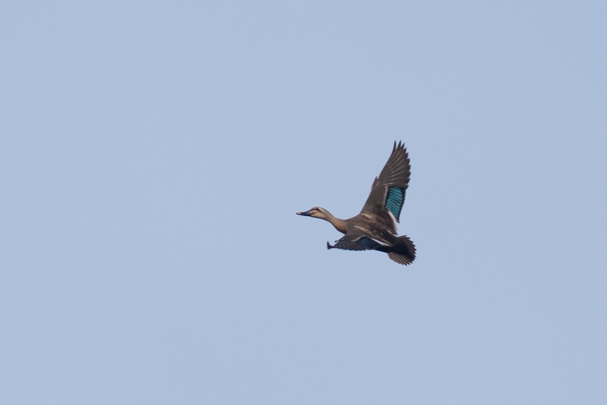 Eastern Spot-billed Duck - Fran Kim