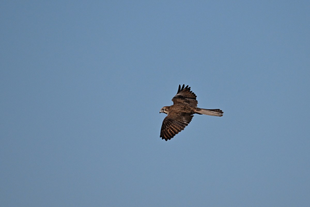 Brown Falcon - Alfred & Hidi Lau