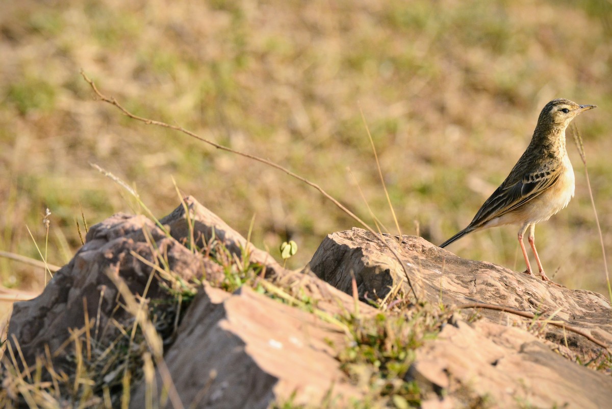 Paddyfield Pipit - ML619660534