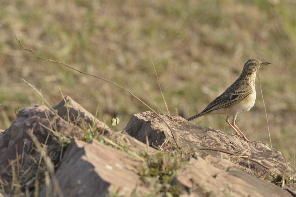 Paddyfield Pipit - ML619660537