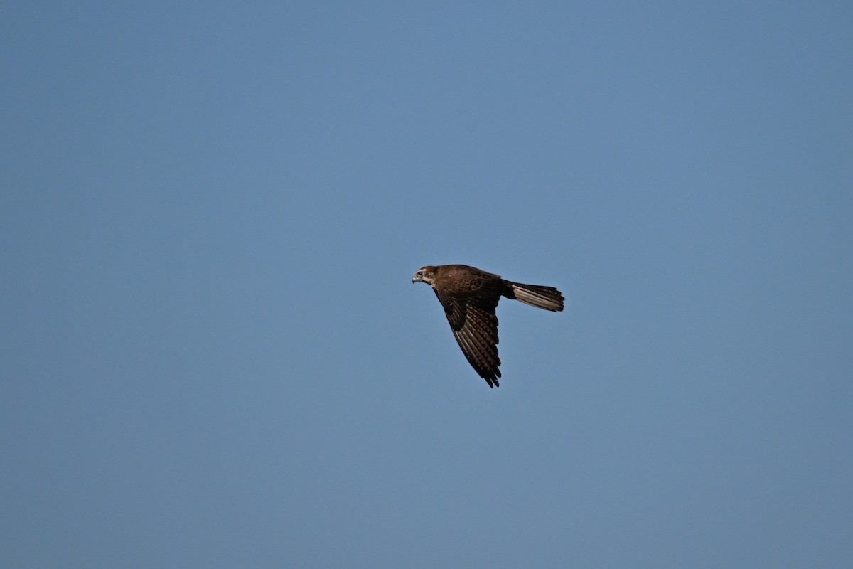 Brown Falcon - ML619660538