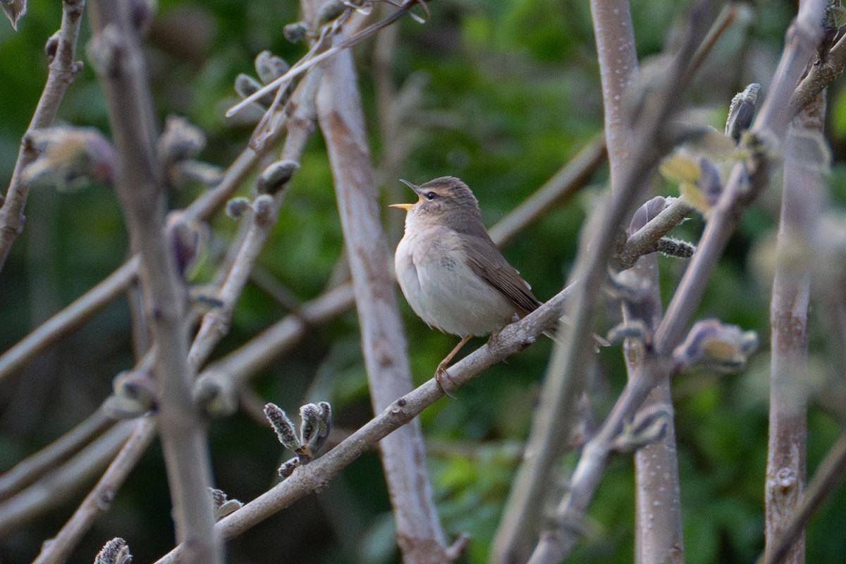 Dusky Warbler - Fran Kim