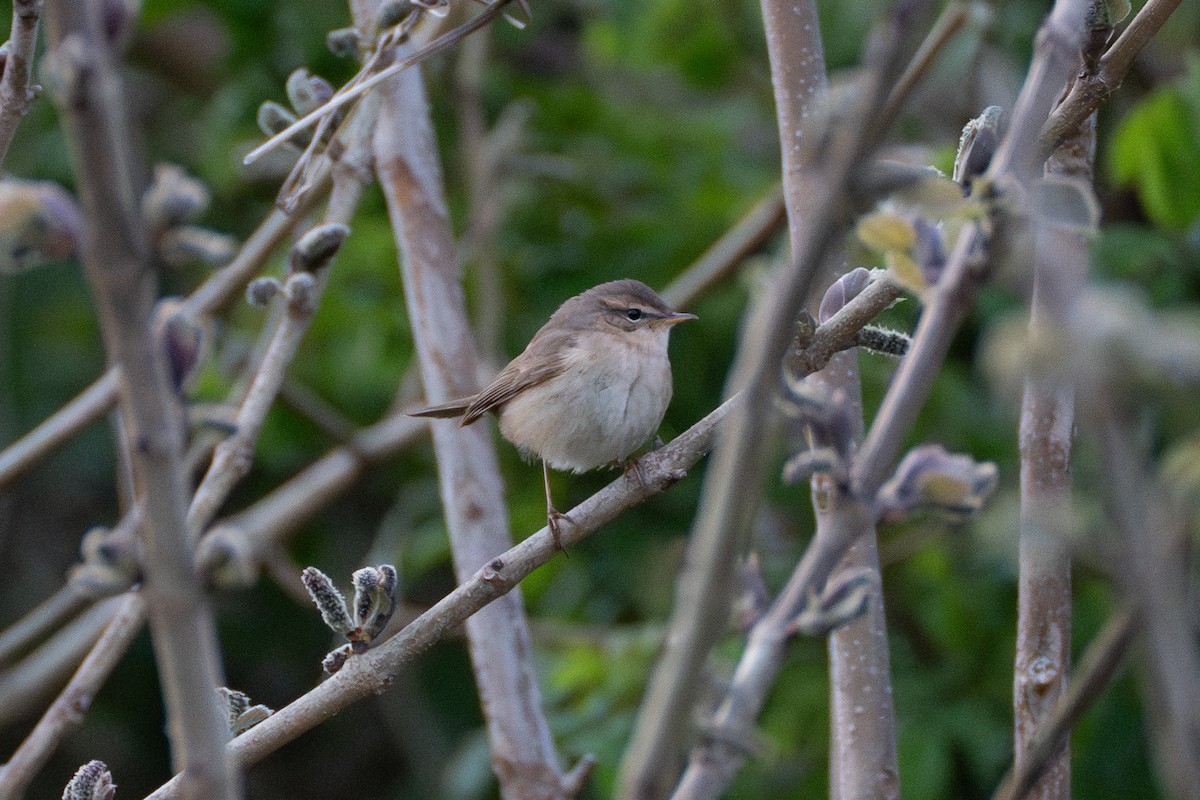 Dusky Warbler - Fran Kim