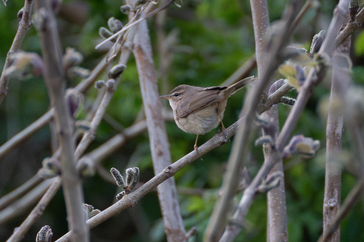 Dusky Warbler - Fran Kim