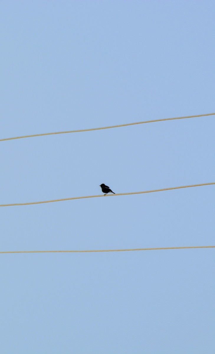 Pied Bushchat - Karthik Solanki