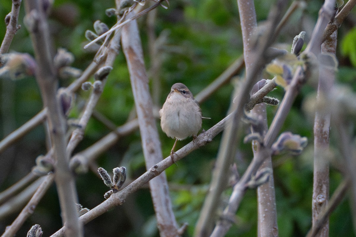 Dusky Warbler - Fran Kim