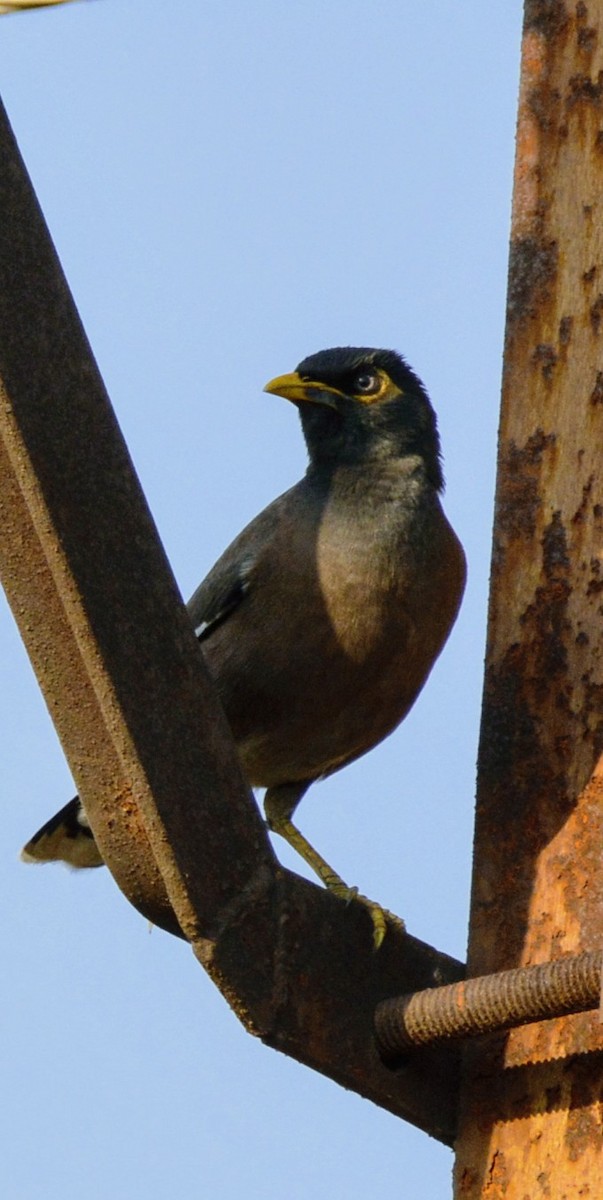 Common Myna - Karthik Solanki