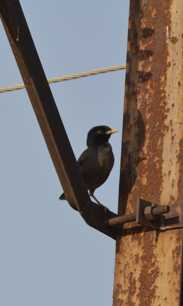 Common Myna - Karthik Solanki