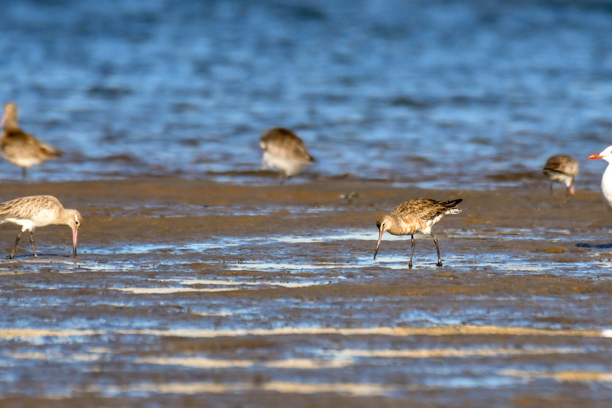 Hudsonian Godwit - Trevor Ross