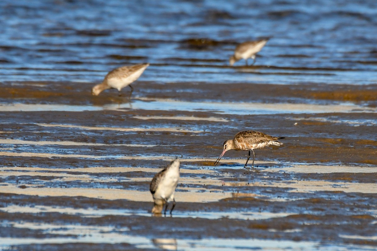 Hudsonian Godwit - Trevor Ross