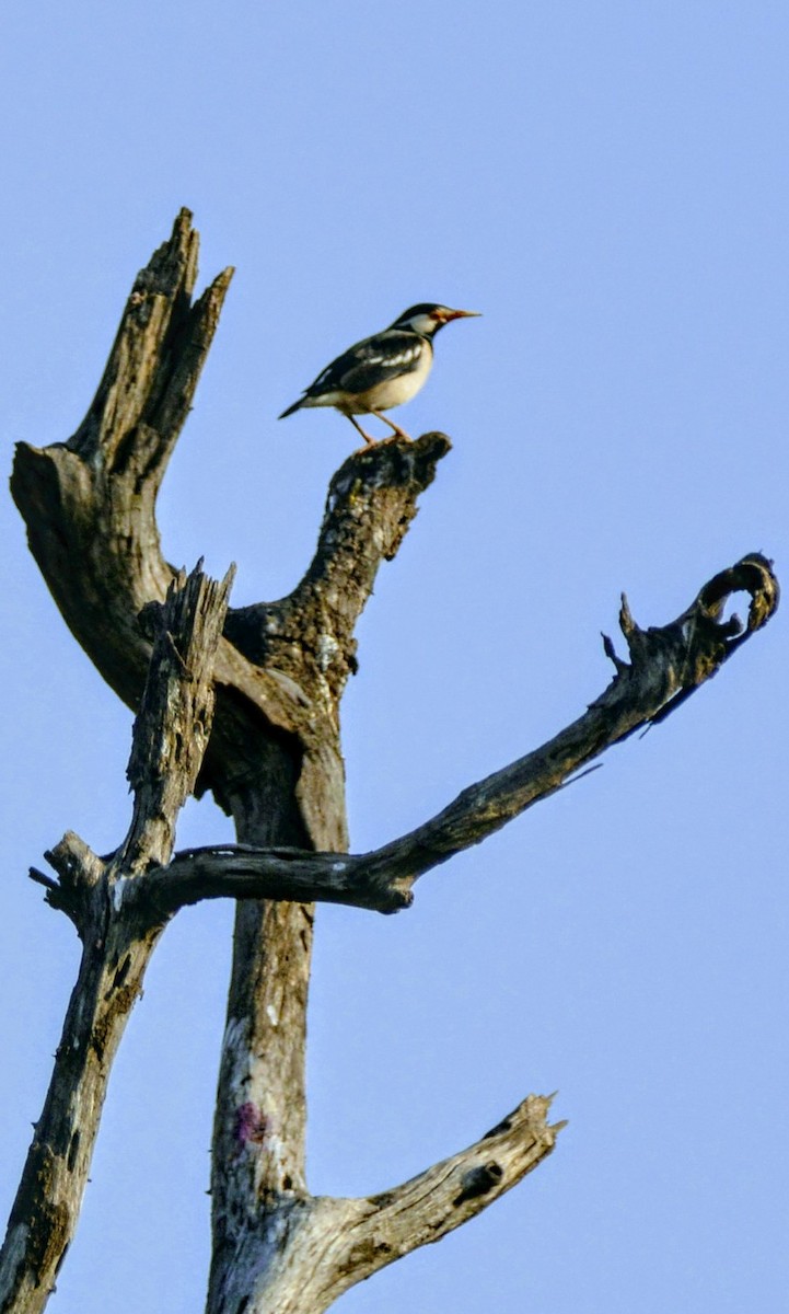 Indian Pied Starling - ML619660563