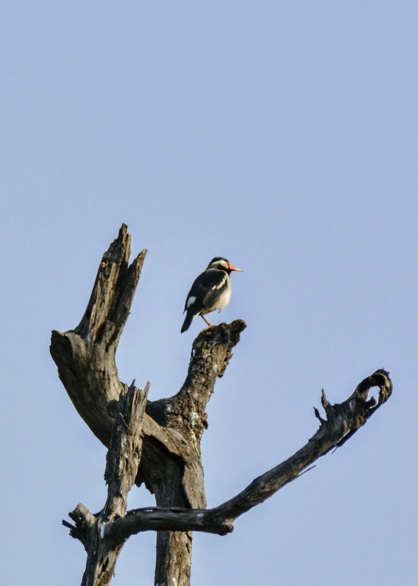 Indian Pied Starling - ML619660564