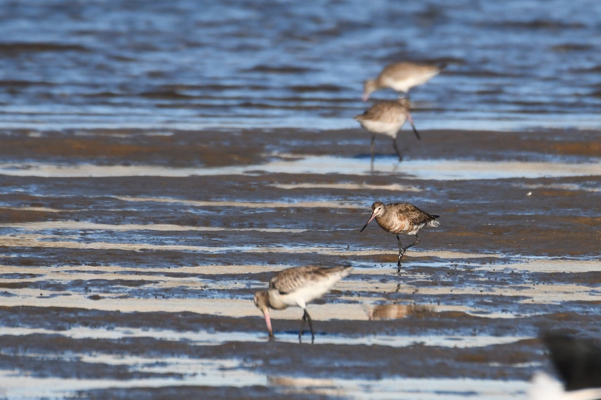 Hudsonian Godwit - Trevor Ross