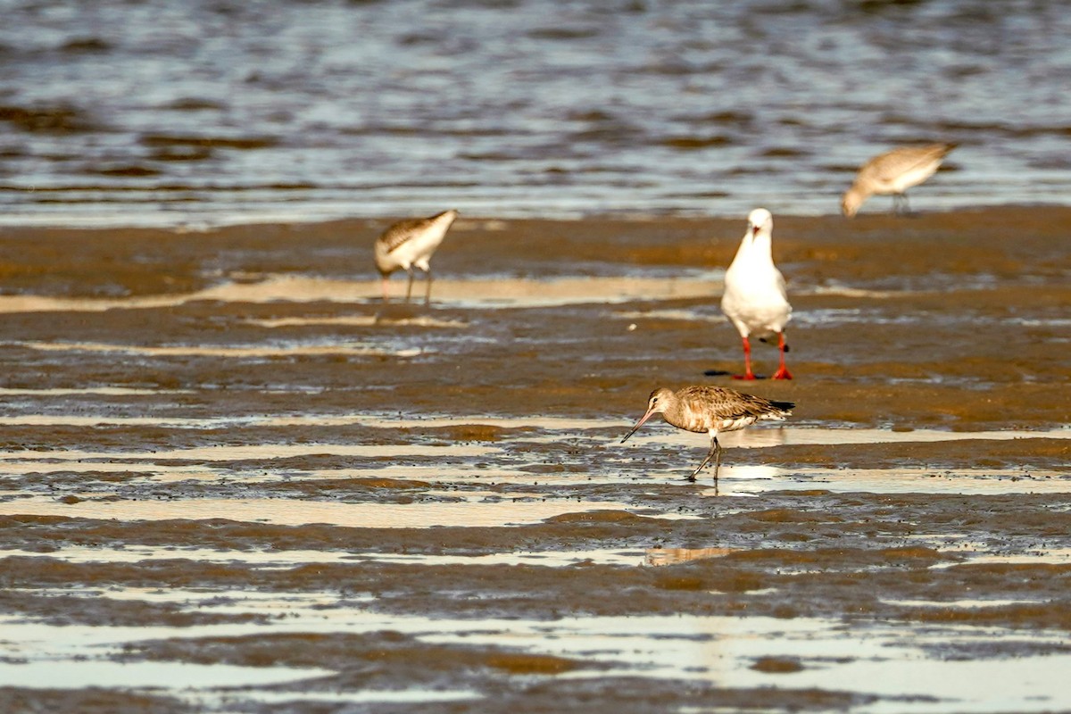 Hudsonian Godwit - Trevor Ross