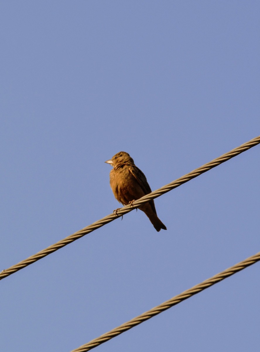 Rufous-tailed Lark - ML619660570