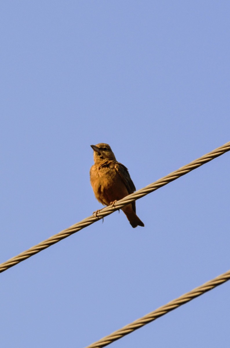 Rufous-tailed Lark - ML619660571