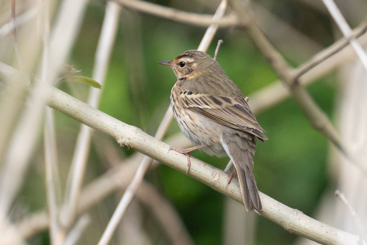 Olive-backed Pipit - Fran Kim