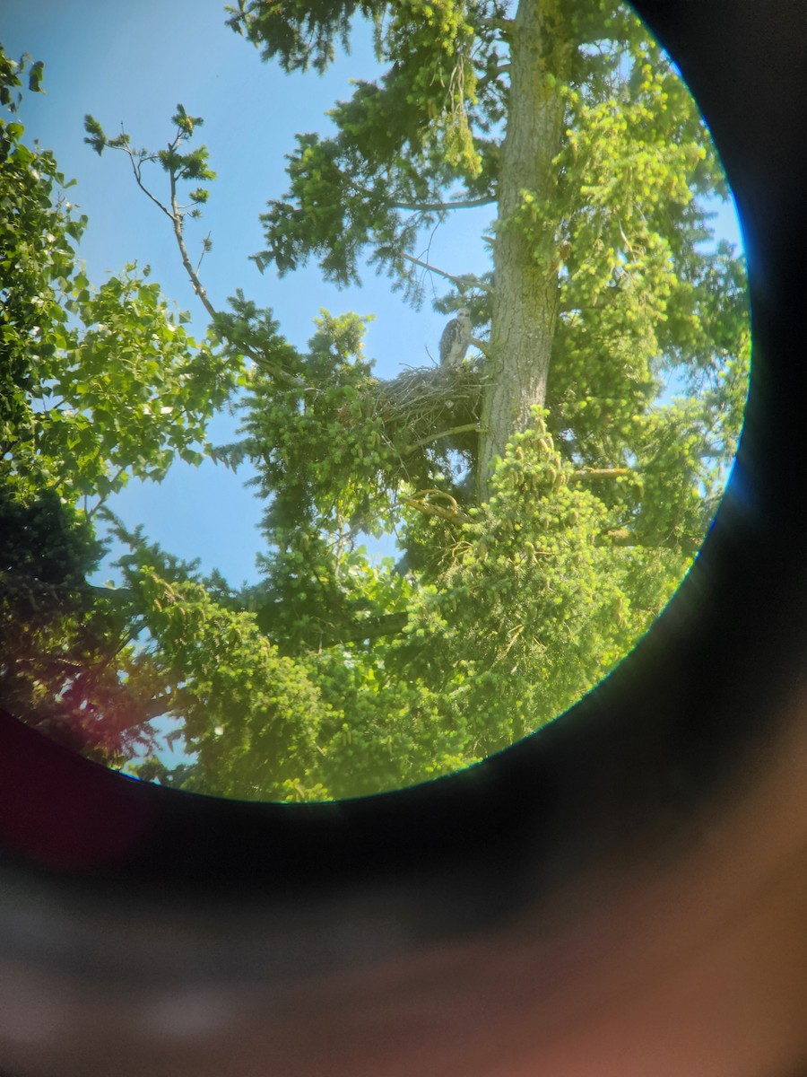 Red-tailed Hawk - Barbara Dolan