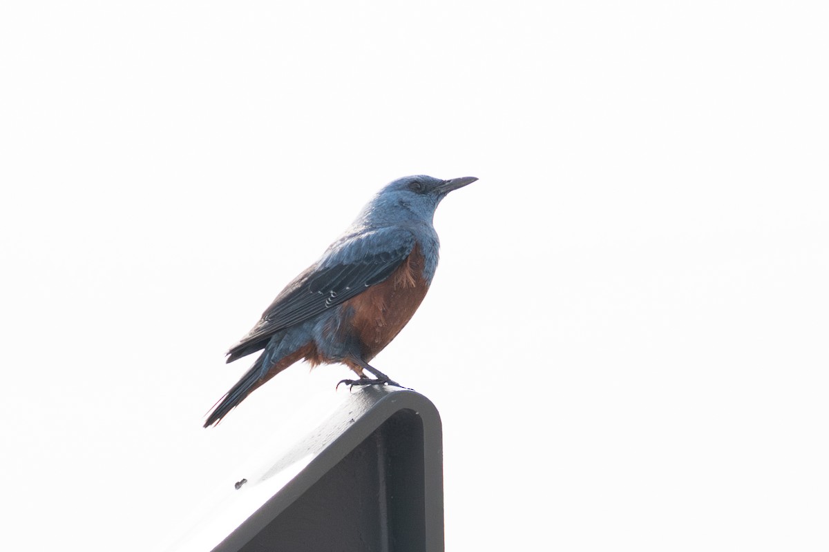 Blue Rock-Thrush - Fran Kim