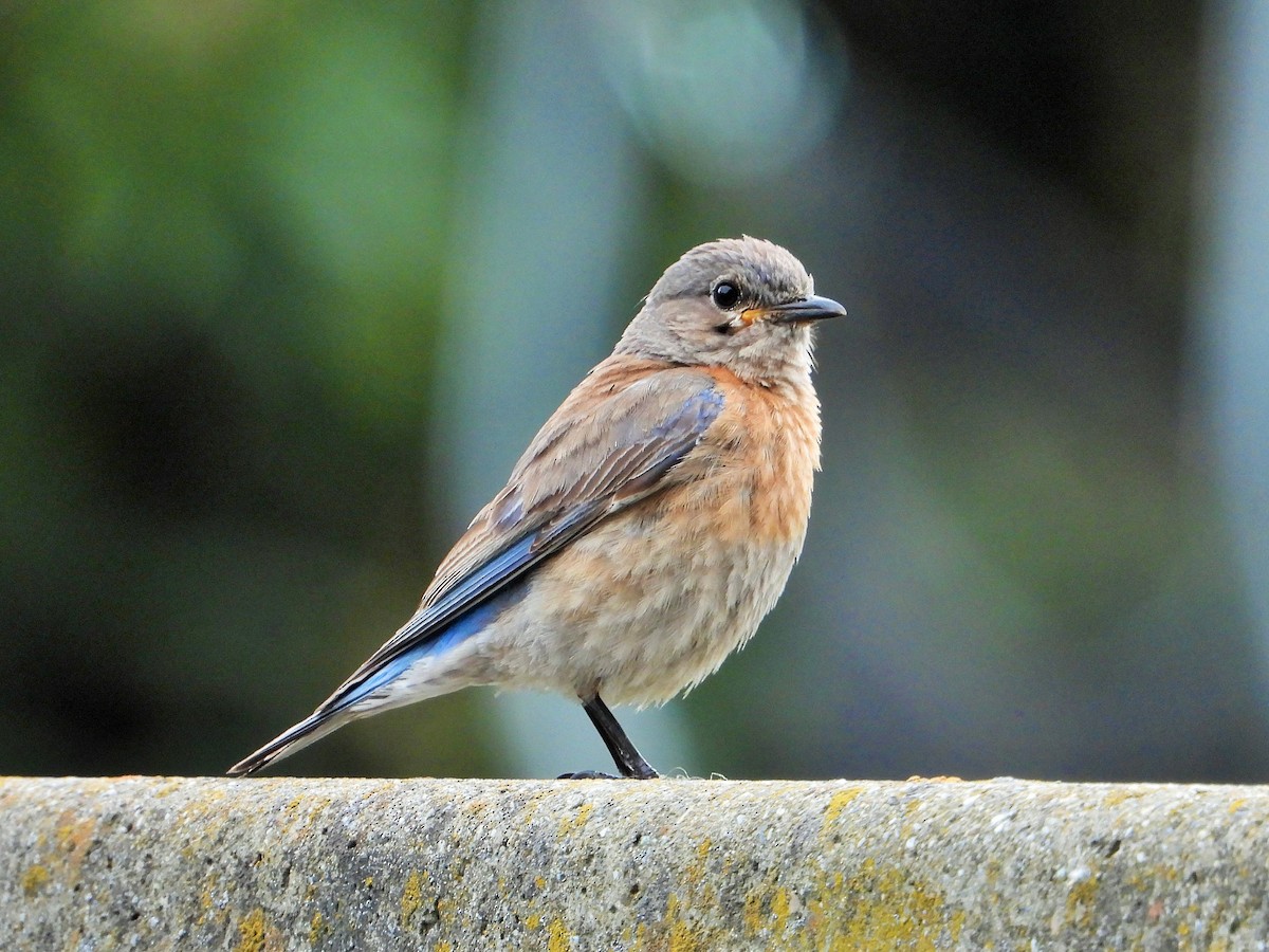 Western Bluebird - Carol Ann Krug Graves