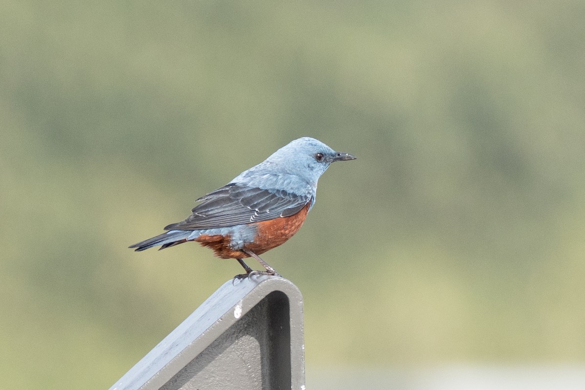 Blue Rock-Thrush - Fran Kim