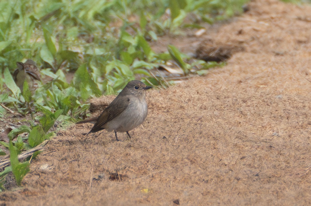 Taiga Flycatcher - Fran Kim