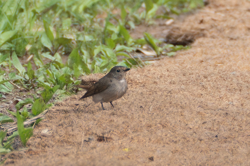 Taiga Flycatcher - Fran Kim