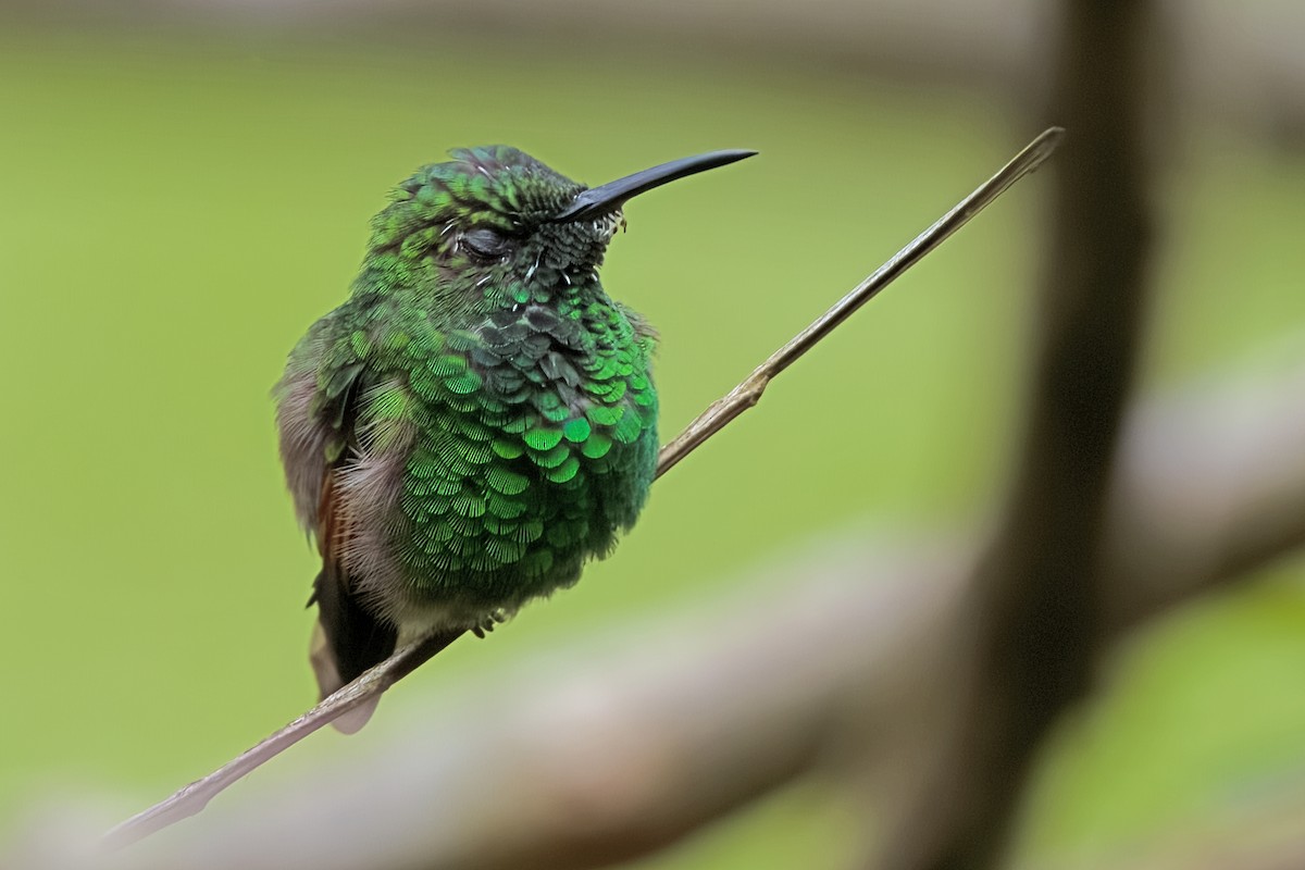 Blue-vented Hummingbird - Vic Hubbard