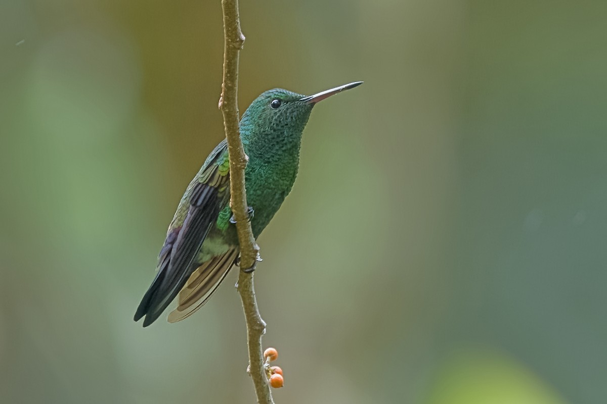 Blue-vented Hummingbird - Vic Hubbard