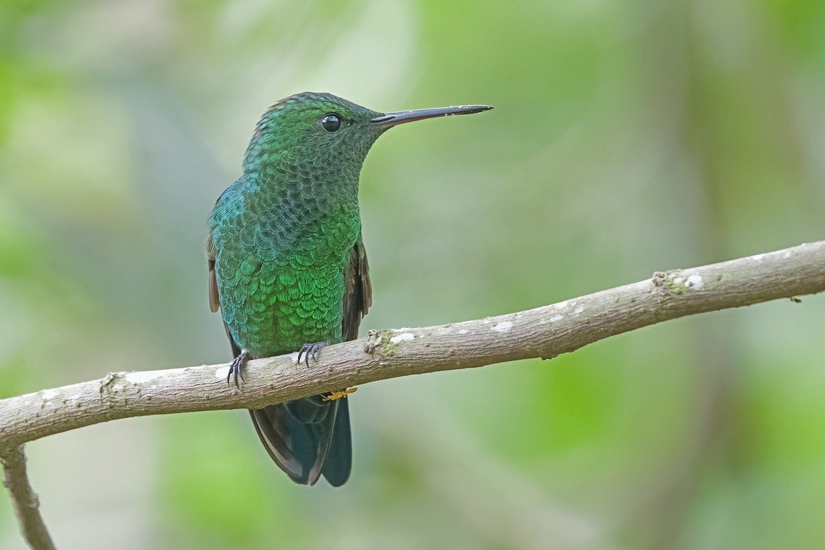 Blue-vented Hummingbird - Vic Hubbard