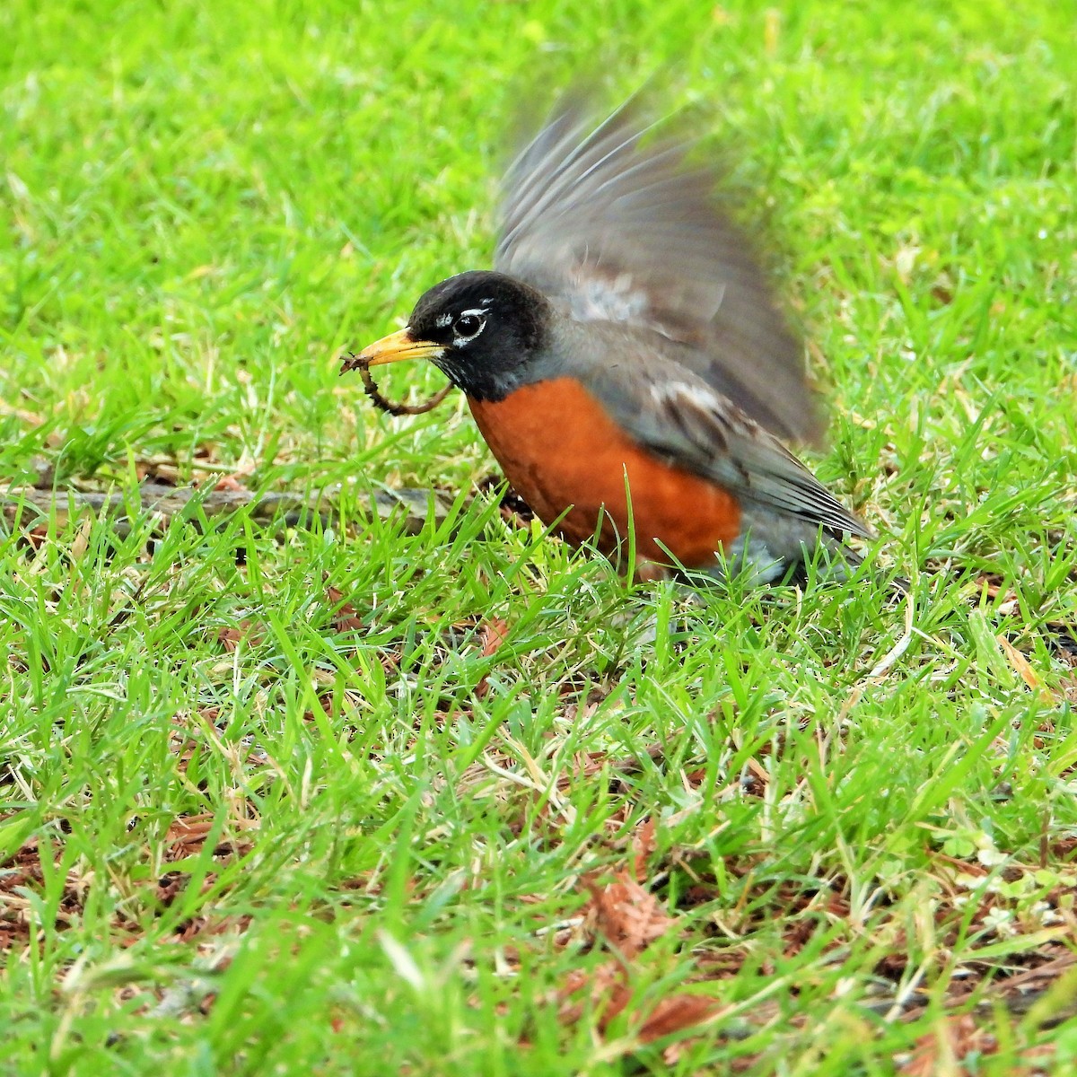 American Robin - Carol Ann Krug Graves