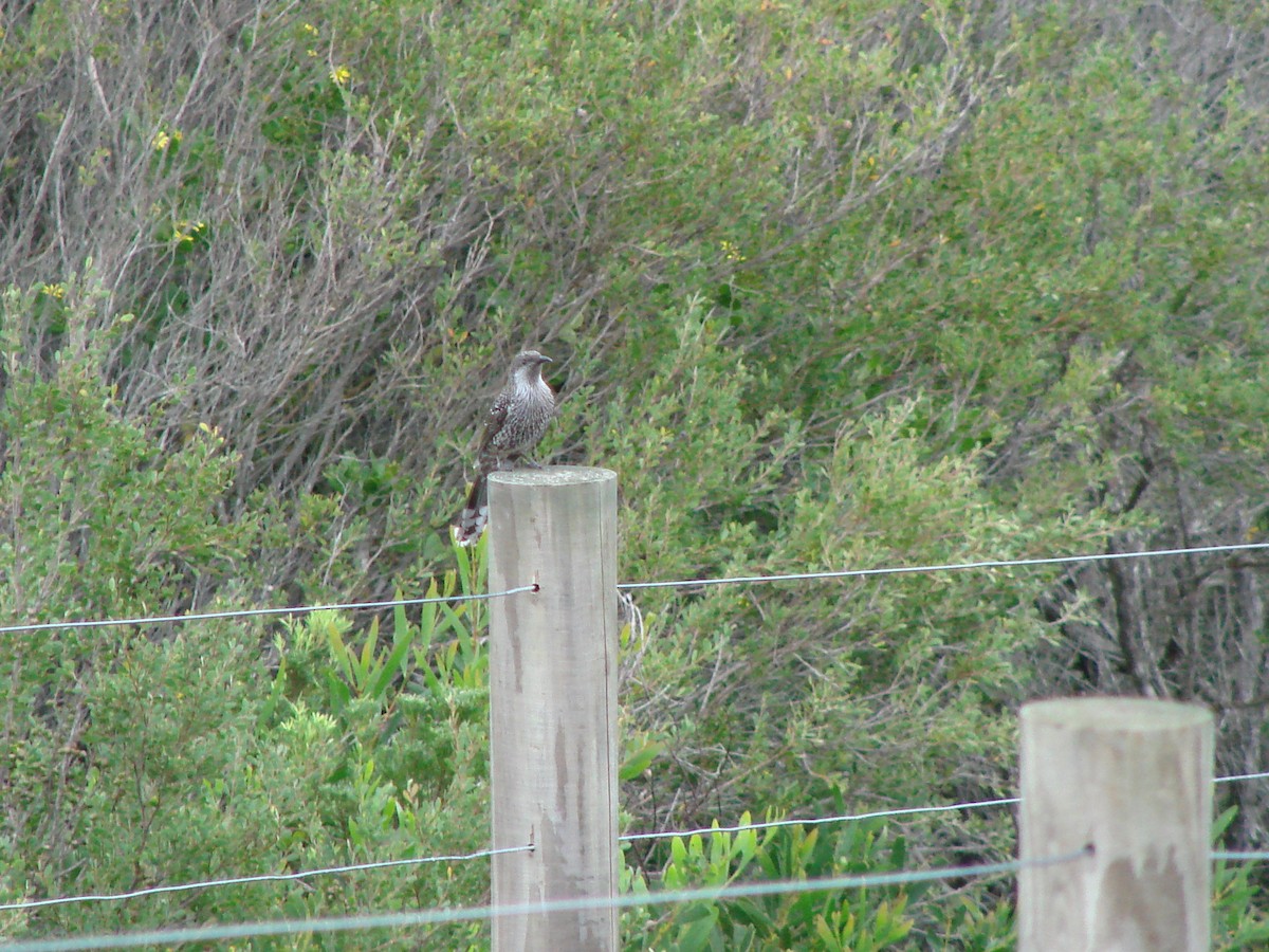 Little Wattlebird - Andrew Bishop