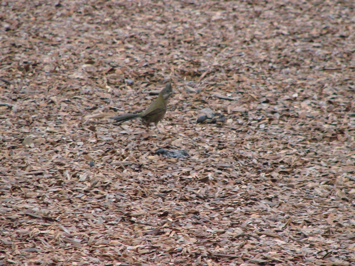 Eastern Whipbird - ML619660604