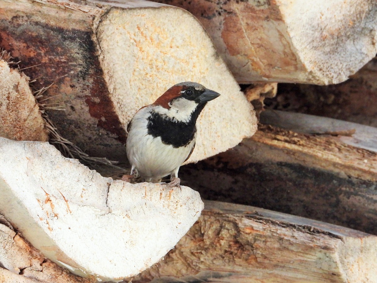 House Sparrow - Carol Ann Krug Graves