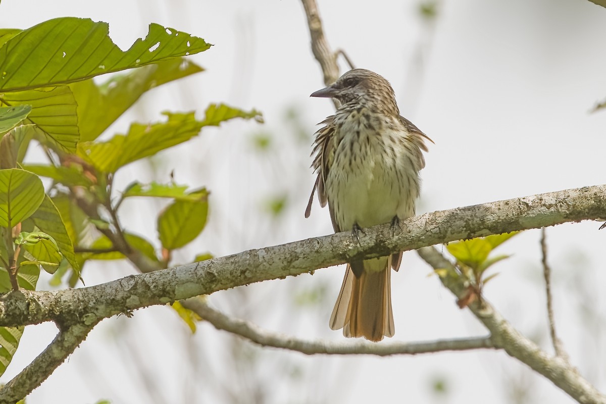 Sulphur-bellied Flycatcher - Vic Hubbard