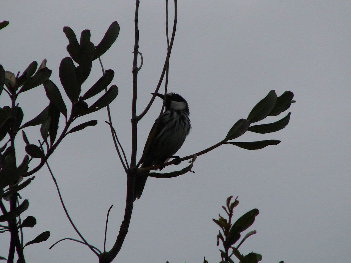 White-cheeked Honeyeater - ML619660610