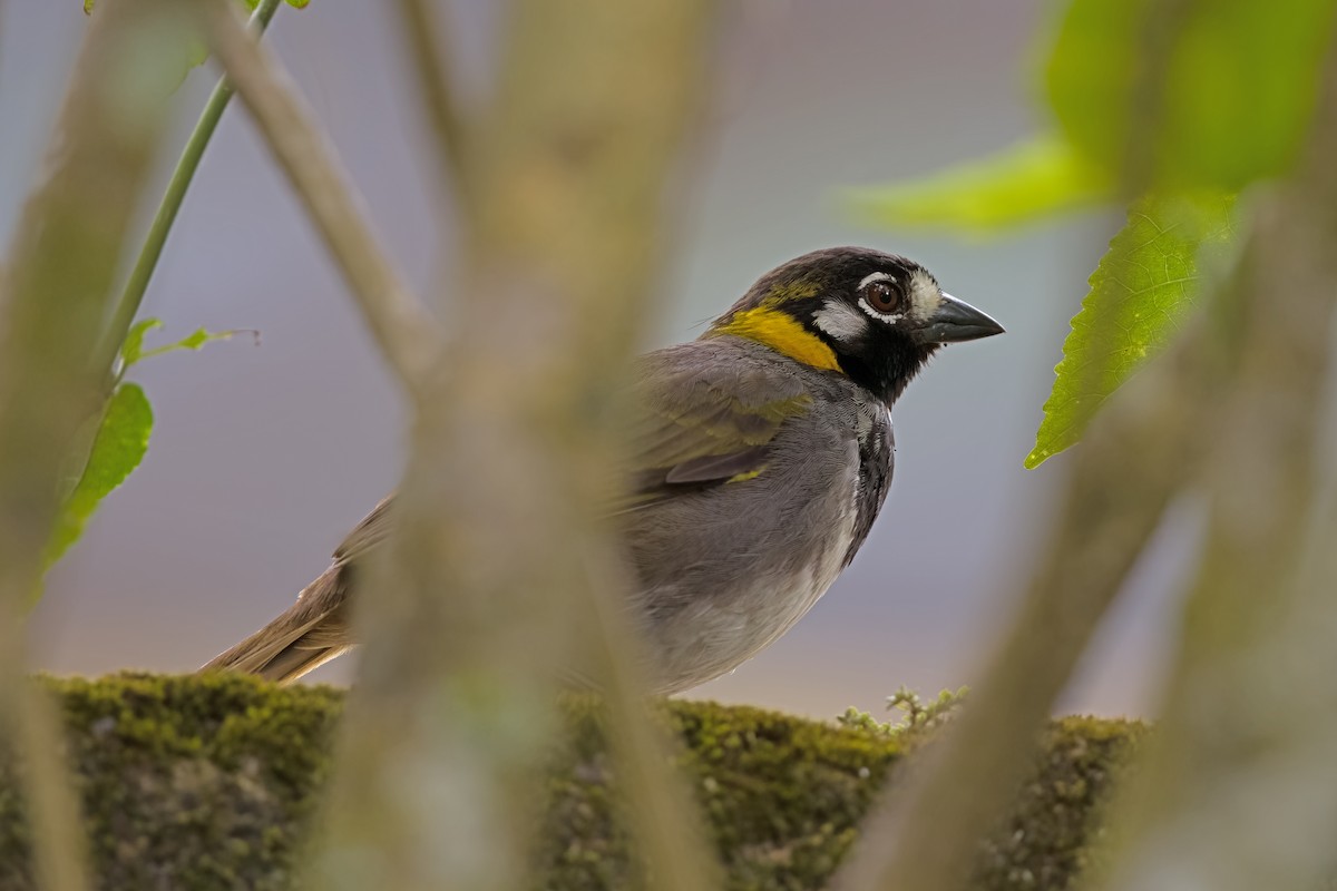White-eared Ground-Sparrow - Vic Hubbard