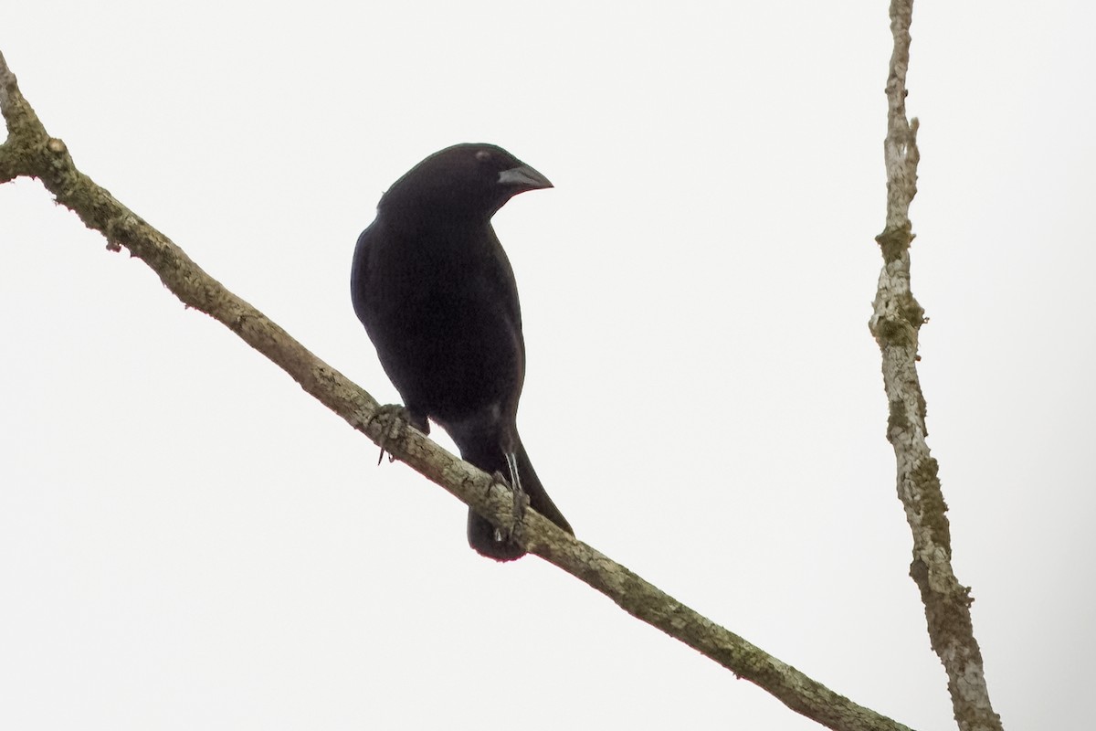 Bronzed Cowbird - Vic Hubbard