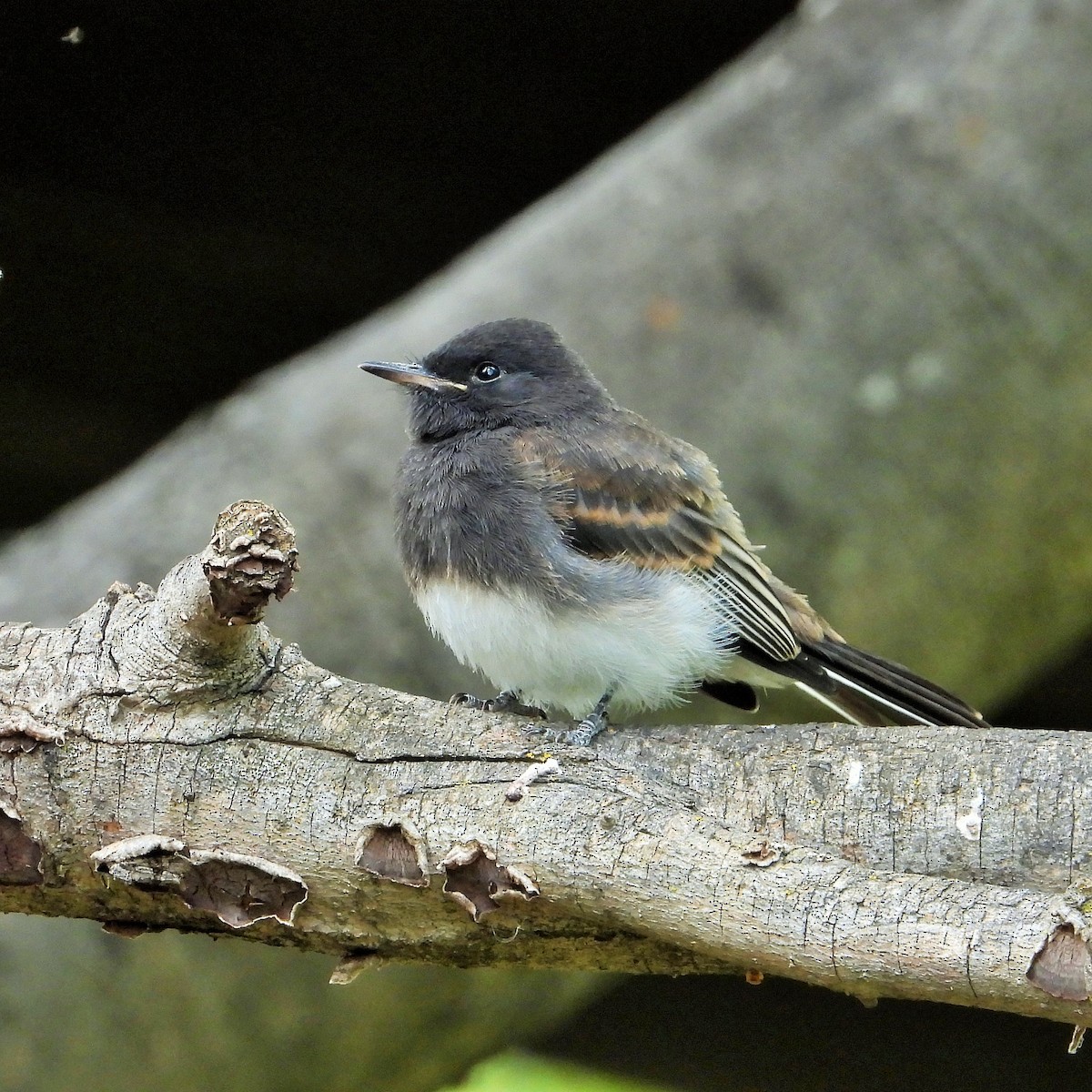 Black Phoebe - Carol Ann Krug Graves