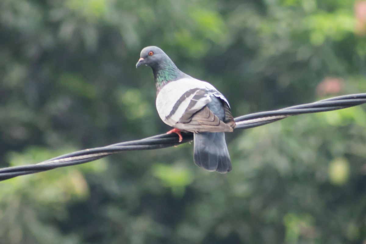 Rock Pigeon (Feral Pigeon) - Prem swaroop Kolluru