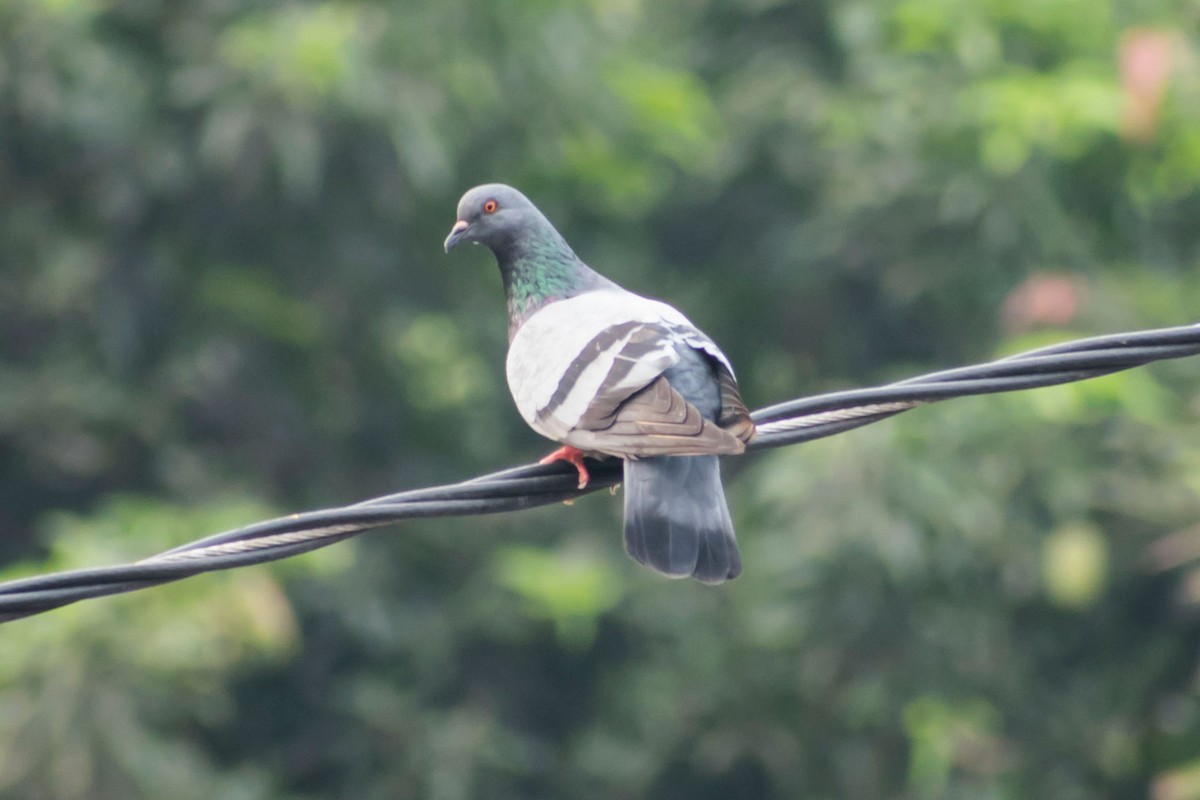 Rock Pigeon (Feral Pigeon) - Prem swaroop Kolluru
