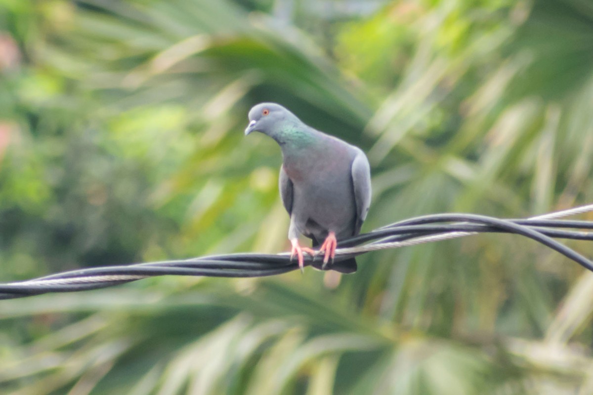 Rock Pigeon (Feral Pigeon) - Prem swaroop Kolluru