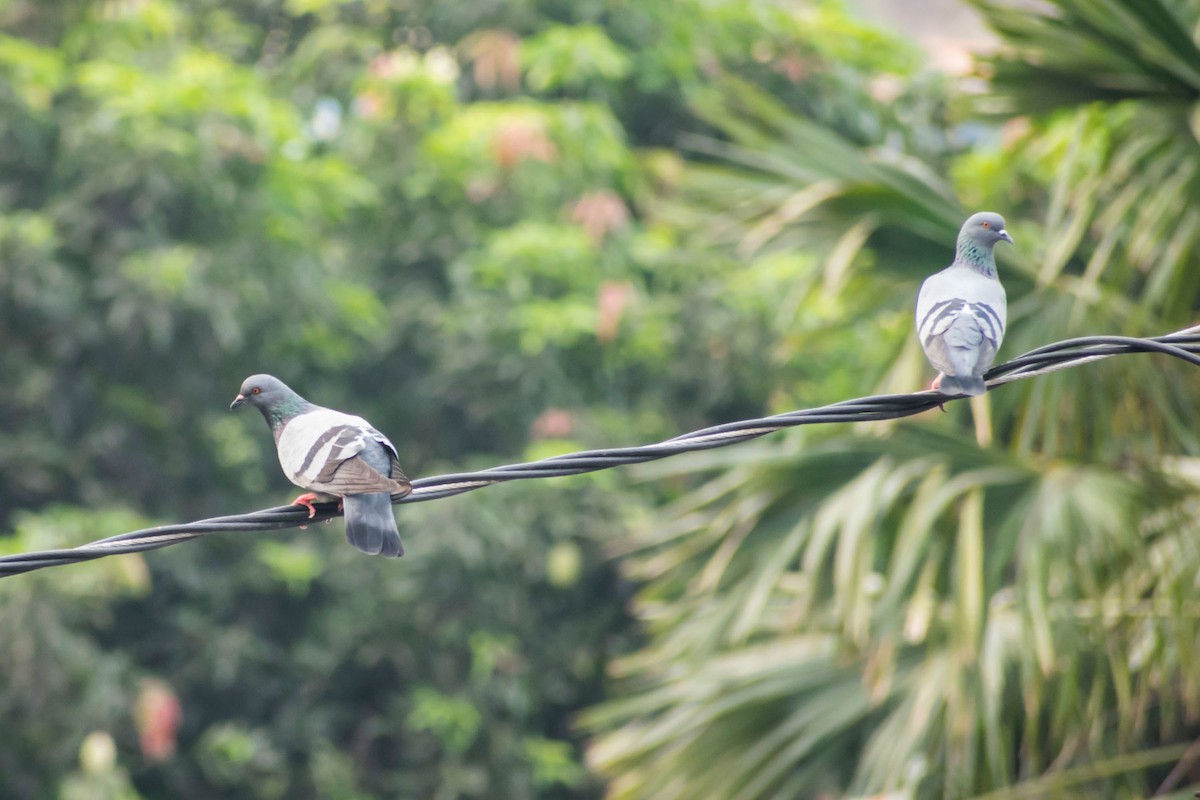 Rock Pigeon (Feral Pigeon) - Prem swaroop Kolluru