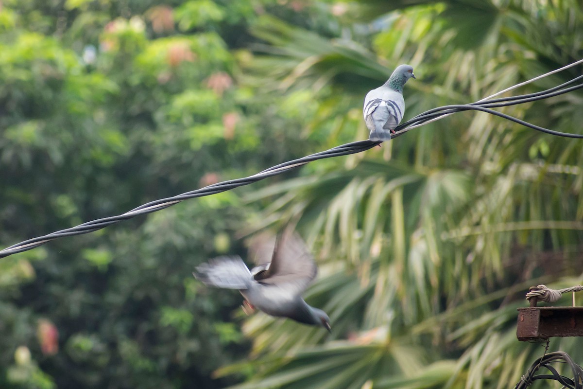 Rock Pigeon (Feral Pigeon) - Prem swaroop Kolluru