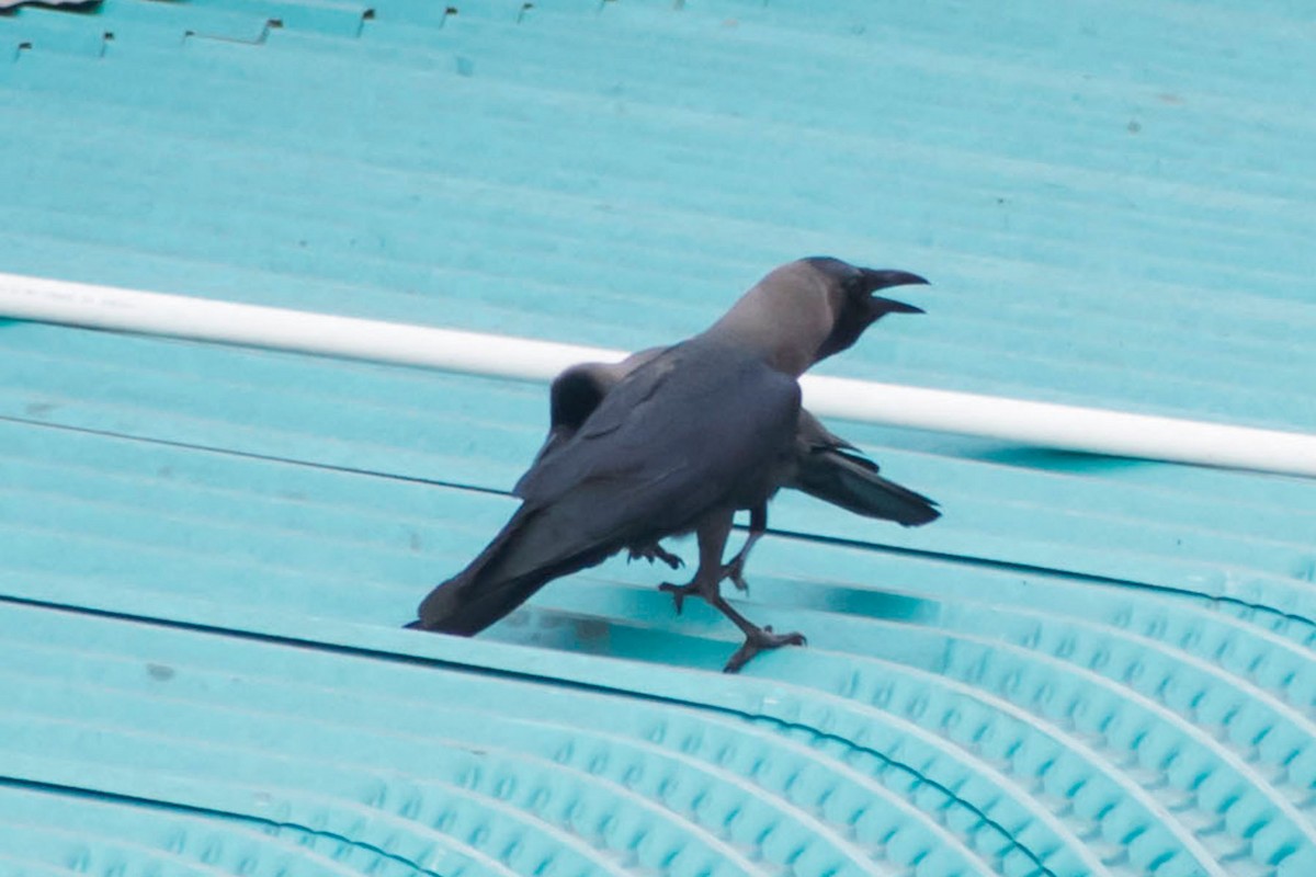 House Crow - Prem swaroop Kolluru